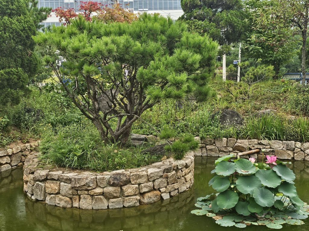 비 오는 날 김포 석모리 푸른한옥 연못과 연꽃 정원